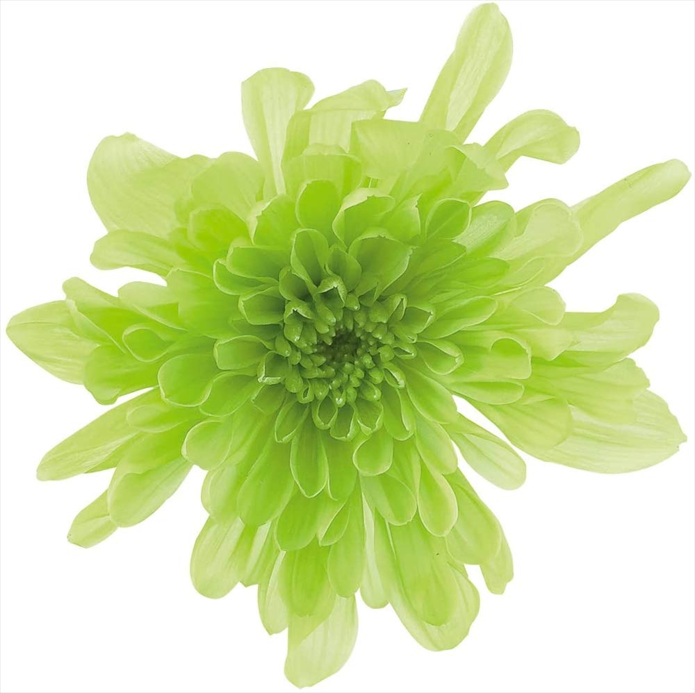 Amazon｜大地農園 プリザーブドフラワー ことね菊 グリーン 約花径4.5